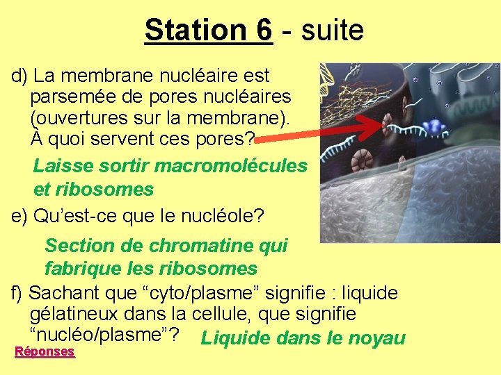 Station 6 - suite d) La membrane nucléaire est parsemée de pores nucléaires (ouvertures Station 6 - suite d) La membrane nucléaire est parsemée de pores nucléaires (ouvertures