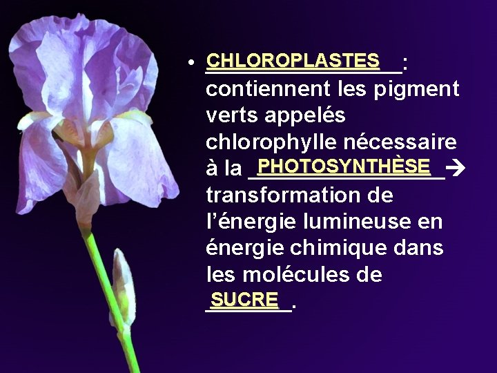 CHLOROPLASTES • ________: contiennent les pigment verts appelés chlorophylle nécessaire PHOTOSYNTHÈSE à la ________ CHLOROPLASTES • ________: contiennent les pigment verts appelés chlorophylle nécessaire PHOTOSYNTHÈSE à la ________