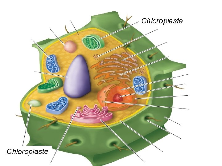 Chloroplaste Chloroplaste