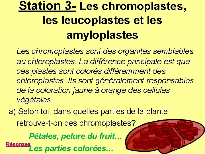 Station 3 - Les chromoplastes, les leucoplastes et les amyloplastes Les chromoplastes sont des Station 3 - Les chromoplastes, les leucoplastes et les amyloplastes Les chromoplastes sont des