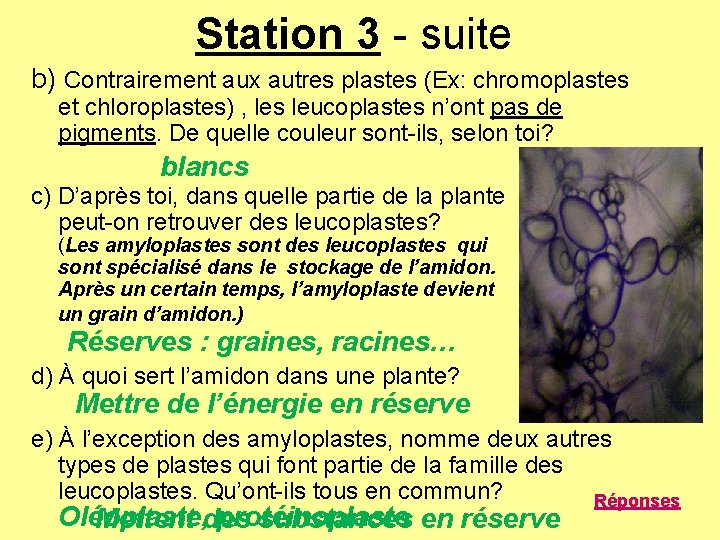 Station 3 - suite b) Contrairement aux autres plastes (Ex: chromoplastes et chloroplastes) , Station 3 - suite b) Contrairement aux autres plastes (Ex: chromoplastes et chloroplastes) ,
