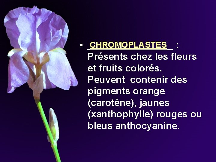 CHROMOPLASTES • ________ : Présents chez les fleurs et fruits colorés. Peuvent contenir des CHROMOPLASTES • ________ : Présents chez les fleurs et fruits colorés. Peuvent contenir des