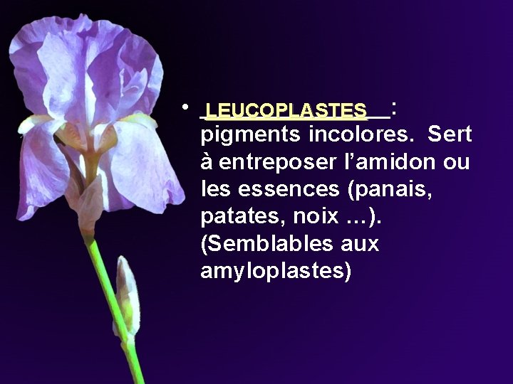 • ________: LEUCOPLASTES pigments incolores. Sert à entreposer l’amidon ou les essences (panais, • ________: LEUCOPLASTES pigments incolores. Sert à entreposer l’amidon ou les essences (panais,