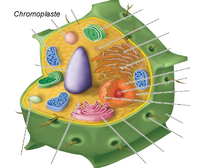 Chromoplaste Chromoplaste