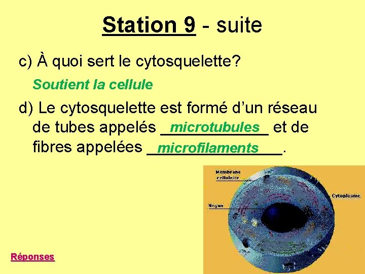 Station 9 - suite c) À quoi sert le cytosquelette? Soutient la cellule d) Station 9 - suite c) À quoi sert le cytosquelette? Soutient la cellule d)