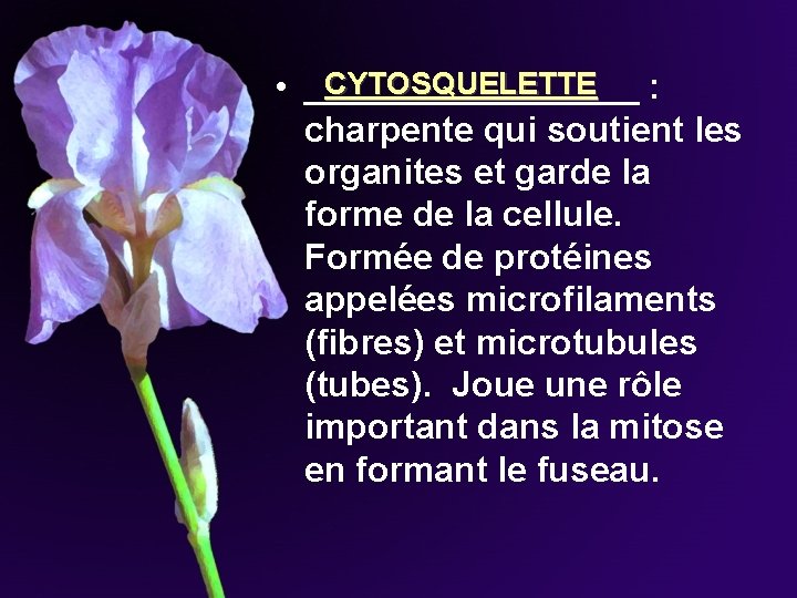 CYTOSQUELETTE • _________ : charpente qui soutient les organites et garde la forme de CYTOSQUELETTE • _________ : charpente qui soutient les organites et garde la forme de
