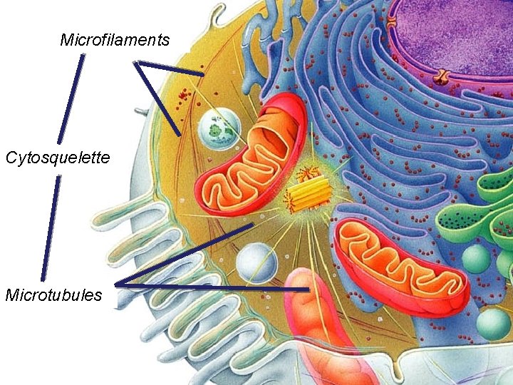 Microfilaments Cytosquelette Microtubules Microfilaments Cytosquelette Microtubules