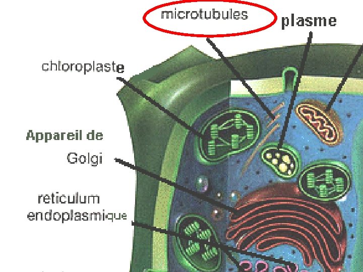 Cytosquelette non-visible… Cytosquelette non-visible…