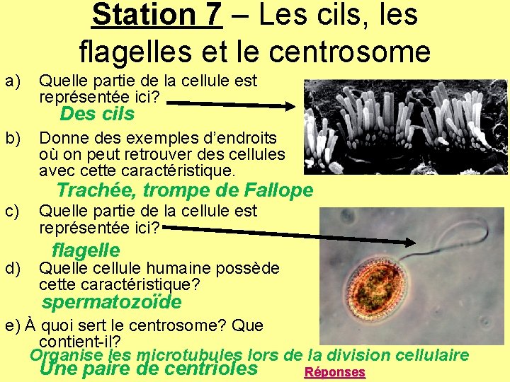Station 7 – Les cils, les flagelles et le centrosome a) Quelle partie de Station 7 – Les cils, les flagelles et le centrosome a) Quelle partie de