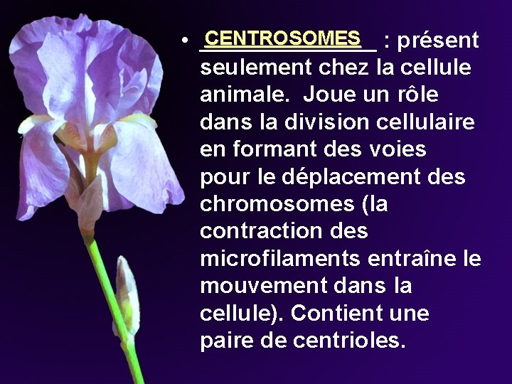 CENTROSOMES • _______ : présent seulement chez la cellule animale. Joue un rôle dans CENTROSOMES • _______ : présent seulement chez la cellule animale. Joue un rôle dans