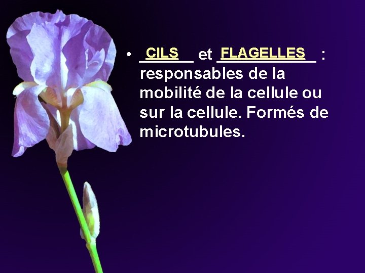 CILS FLAGELLES • ______ et ______ : responsables de la mobilité de la cellule CILS FLAGELLES • ______ et ______ : responsables de la mobilité de la cellule