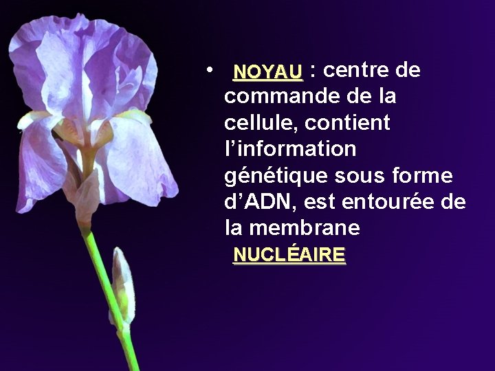 • : centre de NOYAU commande de la cellule, contient l’information génétique sous • : centre de NOYAU commande de la cellule, contient l’information génétique sous