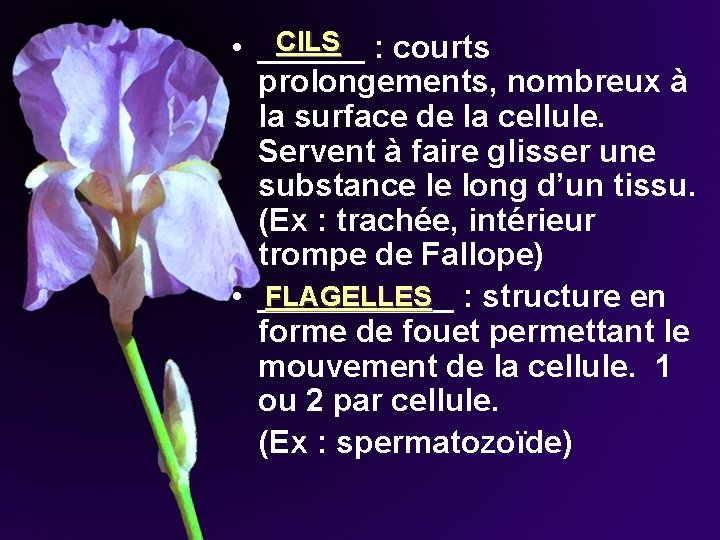 CILS • ______ : courts prolongements, nombreux à la surface de la cellule. Servent CILS • ______ : courts prolongements, nombreux à la surface de la cellule. Servent