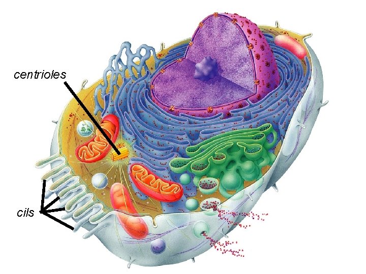 centrioles cils centrioles cils