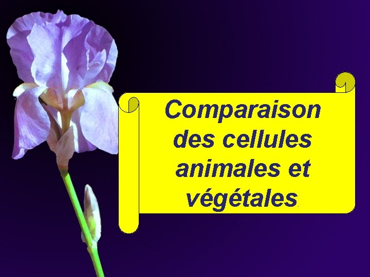 Comparaison des cellules animales et végétales. Comparaison des cellules animales et végétales.