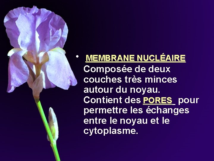 • MEMBRANE NUCLÉAIRE Composée de deux couches très minces autour du noyau. Contient • MEMBRANE NUCLÉAIRE Composée de deux couches très minces autour du noyau. Contient