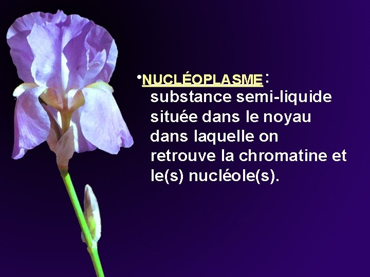 • NUCLÉOPLASME ______ : substance semi-liquide située dans le noyau dans laquelle on • NUCLÉOPLASME ______ : substance semi-liquide située dans le noyau dans laquelle on