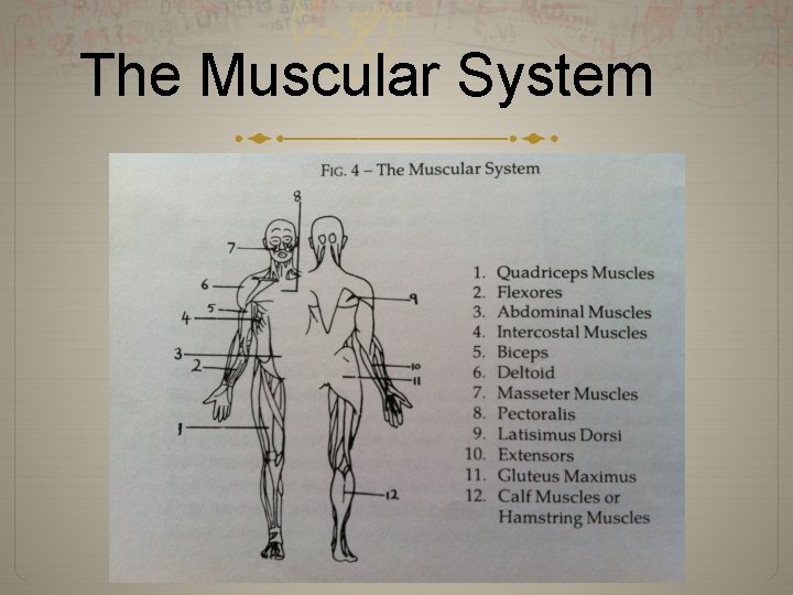 The Muscular System 