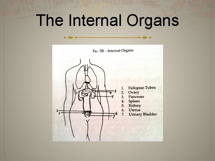 The Internal Organs 