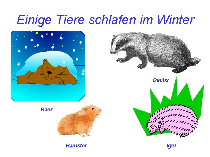 Einige Tiere schlafen im Winter Dachs Baer Hamster Igel 