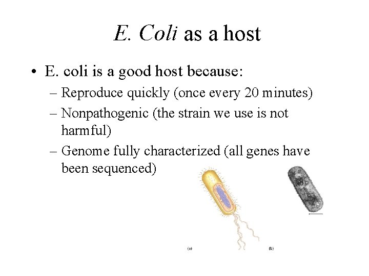 E. Coli as a host • E. coli is a good host because: –