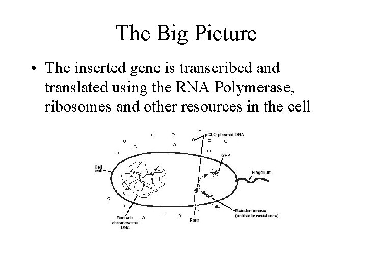 The Big Picture • The inserted gene is transcribed and translated using the RNA