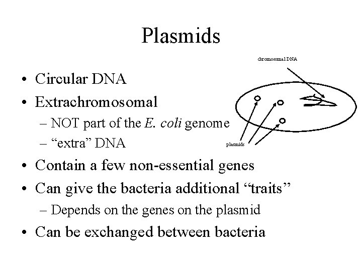 Plasmids chromosomal DNA • Circular DNA • Extrachromosomal – NOT part of the E.