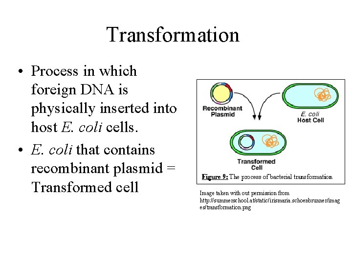 Transformation • Process in which foreign DNA is physically inserted into host E. coli