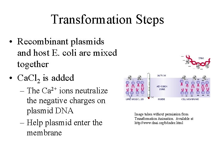 Transformation Steps • Recombinant plasmids and host E. coli are mixed together • Ca.