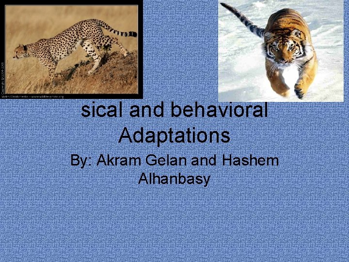 sical and behavioral Adaptations By: Akram Gelan and Hashem Alhanbasy 