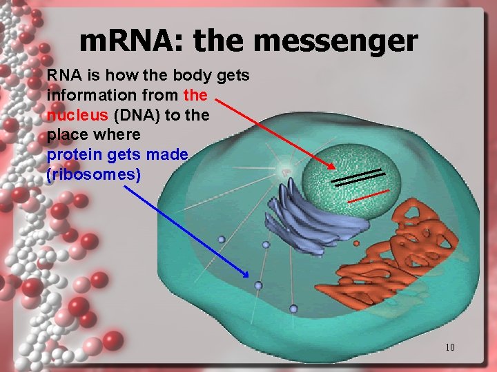 m. RNA: the messenger RNA is how the body gets information from the nucleus m. RNA: the messenger RNA is how the body gets information from the nucleus