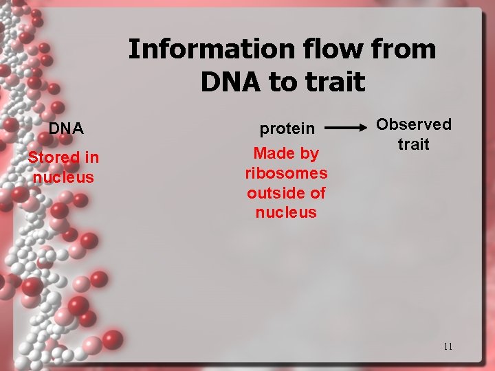 Information flow from DNA to trait DNA Stored in nucleus protein Made by ribosomes Information flow from DNA to trait DNA Stored in nucleus protein Made by ribosomes
