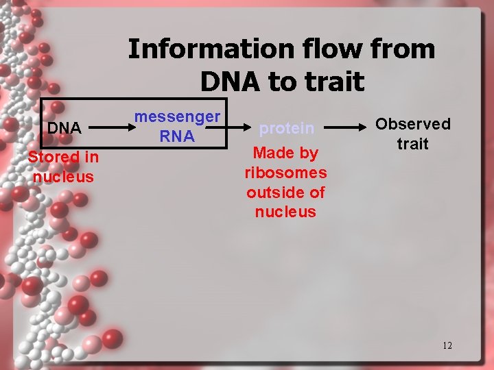 Information flow from DNA to trait DNA Stored in nucleus messenger RNA protein Made Information flow from DNA to trait DNA Stored in nucleus messenger RNA protein Made