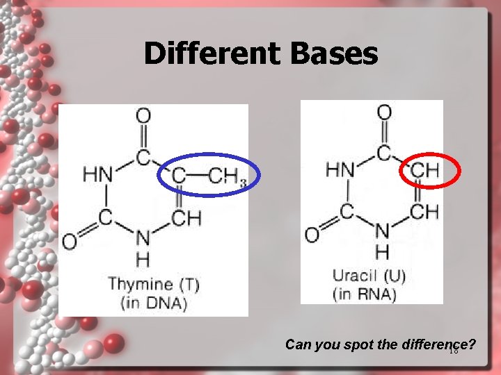 Different Bases Can you spot the difference? 18 Different Bases Can you spot the difference? 18