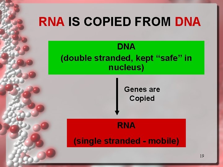 RNA IS COPIED FROM DNA (double stranded, kept “safe” in nucleus) Genes are Copied RNA IS COPIED FROM DNA (double stranded, kept “safe” in nucleus) Genes are Copied