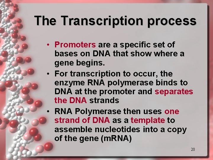 The Transcription process • Promoters are a specific set of bases on DNA that The Transcription process • Promoters are a specific set of bases on DNA that