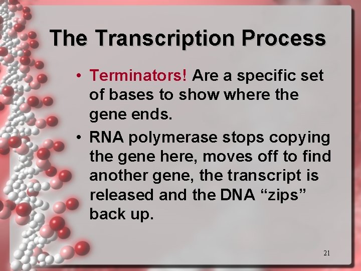 The Transcription Process • Terminators! Are a specific set of bases to show where The Transcription Process • Terminators! Are a specific set of bases to show where