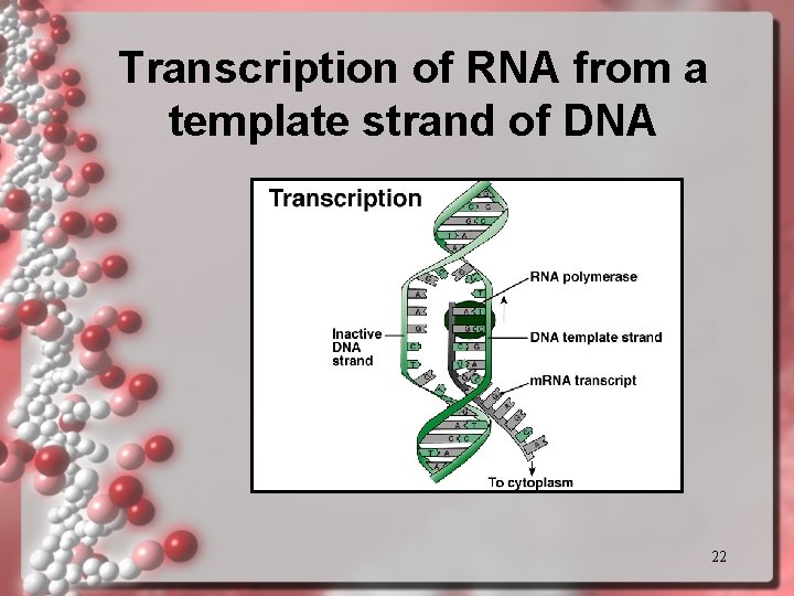 Transcription of RNA from a template strand of DNA 22 Transcription of RNA from a template strand of DNA 22