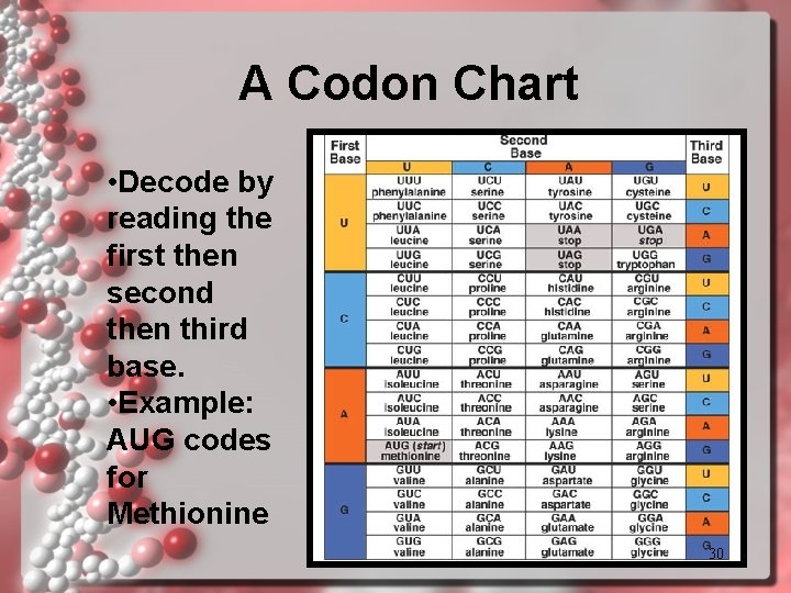 A Codon Chart • Decode by reading the first then second then third base. A Codon Chart • Decode by reading the first then second then third base.