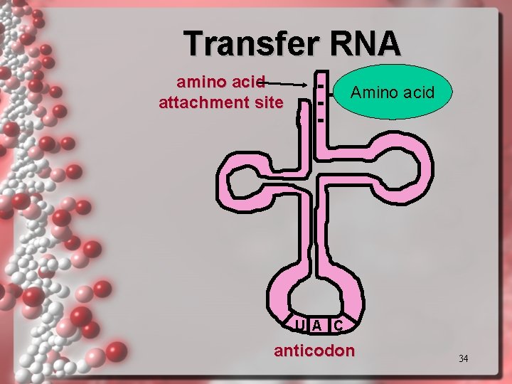 Transfer RNA amino acid attachment site Amino acid U A C anticodon 34 Transfer RNA amino acid attachment site Amino acid U A C anticodon 34