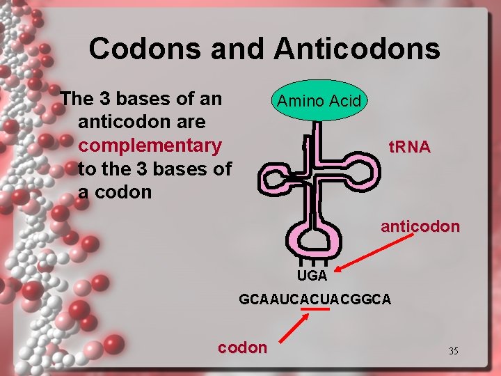 Codons and Anticodons The 3 bases of an anticodon are complementary to the 3 Codons and Anticodons The 3 bases of an anticodon are complementary to the 3