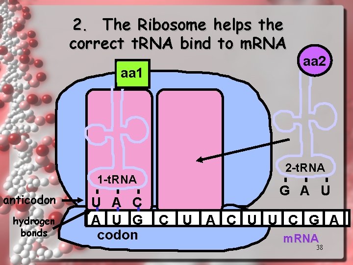 2. The Ribosome helps the correct t. RNA bind to m. RNA aa 1 2. The Ribosome helps the correct t. RNA bind to m. RNA aa 1