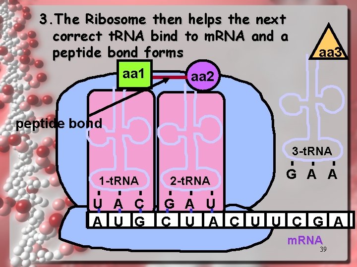 3. The Ribosome then helps the next correct t. RNA bind to m. RNA 3. The Ribosome then helps the next correct t. RNA bind to m. RNA