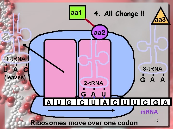 aa 1 4. All Change !! aa 3 aa 2 1 -t. RNA 3 aa 1 4. All Change !! aa 3 aa 2 1 -t. RNA 3