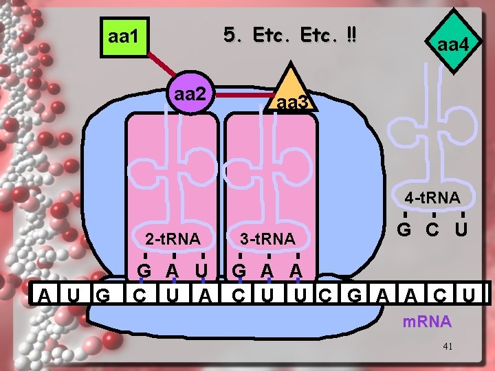5. Etc. !! aa 1 aa 2 aa 4 aa 3 4 -t. RNA 5. Etc. !! aa 1 aa 2 aa 4 aa 3 4 -t. RNA