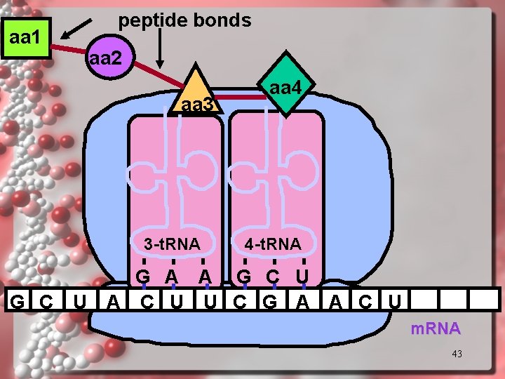 aa 1 peptide bonds aa 2 aa 3 3 -t. RNA aa 4 4 aa 1 peptide bonds aa 2 aa 3 3 -t. RNA aa 4 4