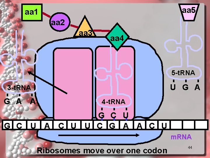 aa 5 aa 1 aa 2 aa 3 aa 4 5 -t. RNA U aa 5 aa 1 aa 2 aa 3 aa 4 5 -t. RNA U