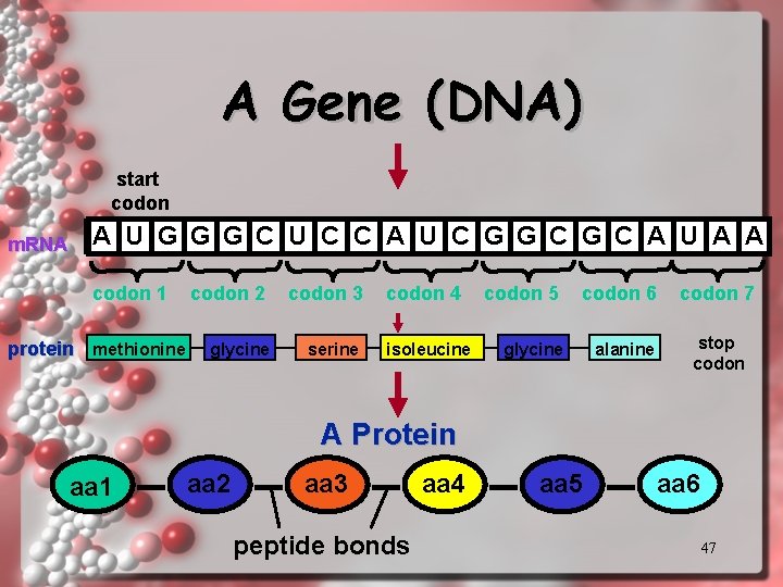 A Gene (DNA) start codon m. RNA A U G G G C U A Gene (DNA) start codon m. RNA A U G G G C U