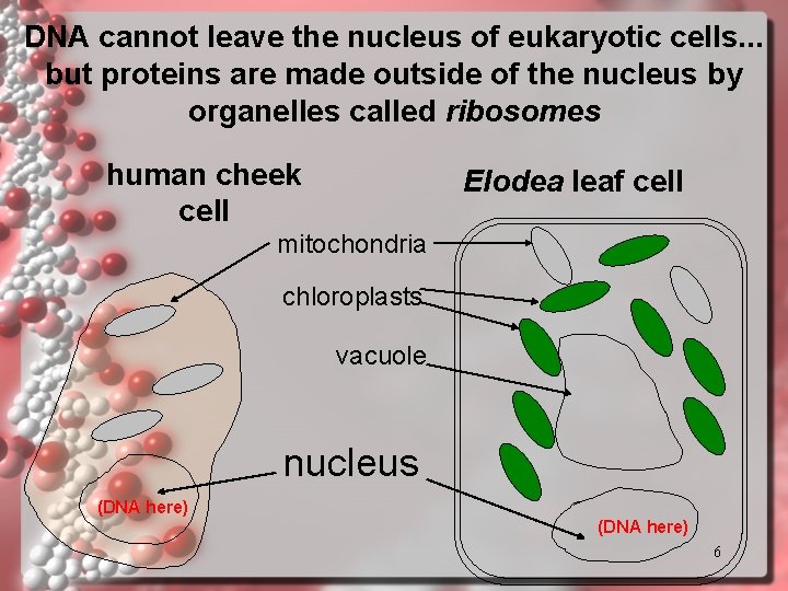 DNA cannot leave the nucleus of eukaryotic cells. . . but proteins are made DNA cannot leave the nucleus of eukaryotic cells. . . but proteins are made