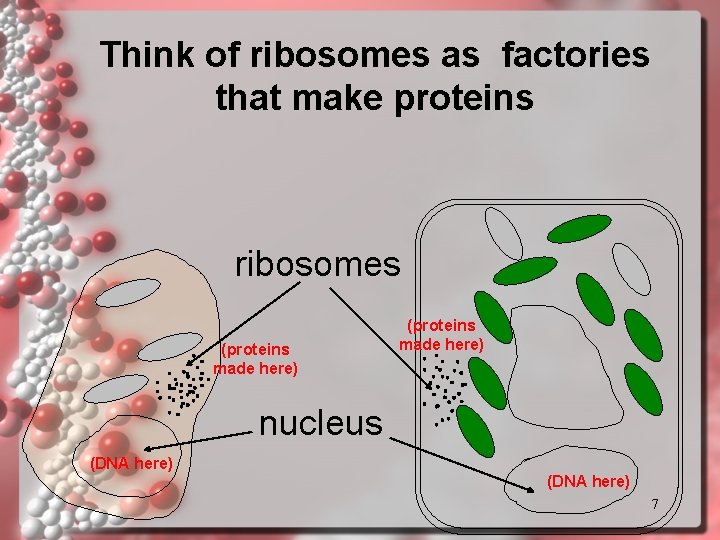 Think of ribosomes as factories that make proteins ribosomes (proteins made here) nucleus (DNA Think of ribosomes as factories that make proteins ribosomes (proteins made here) nucleus (DNA